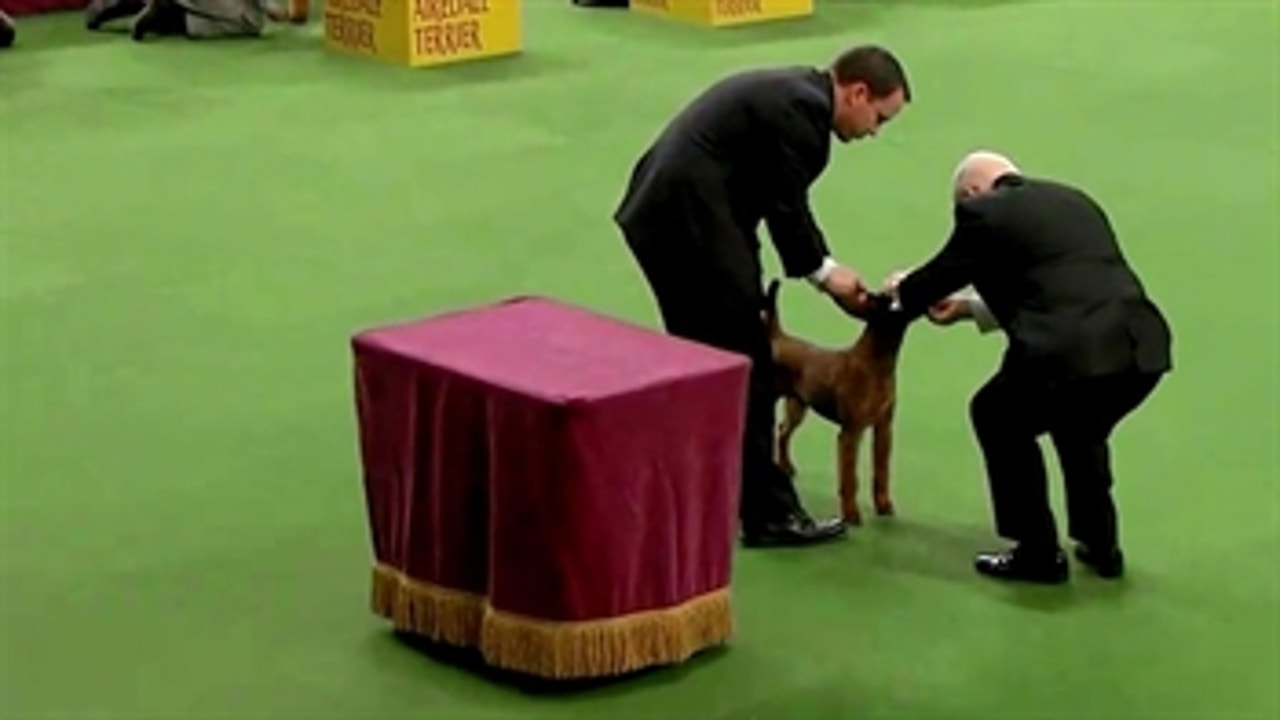AKC judge: It’s not just a dog’s qualities that count; it’s the performance