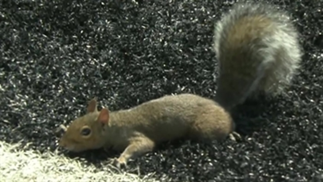 Watch this squirrel sprint for a touchdown then celebrate in the end zone