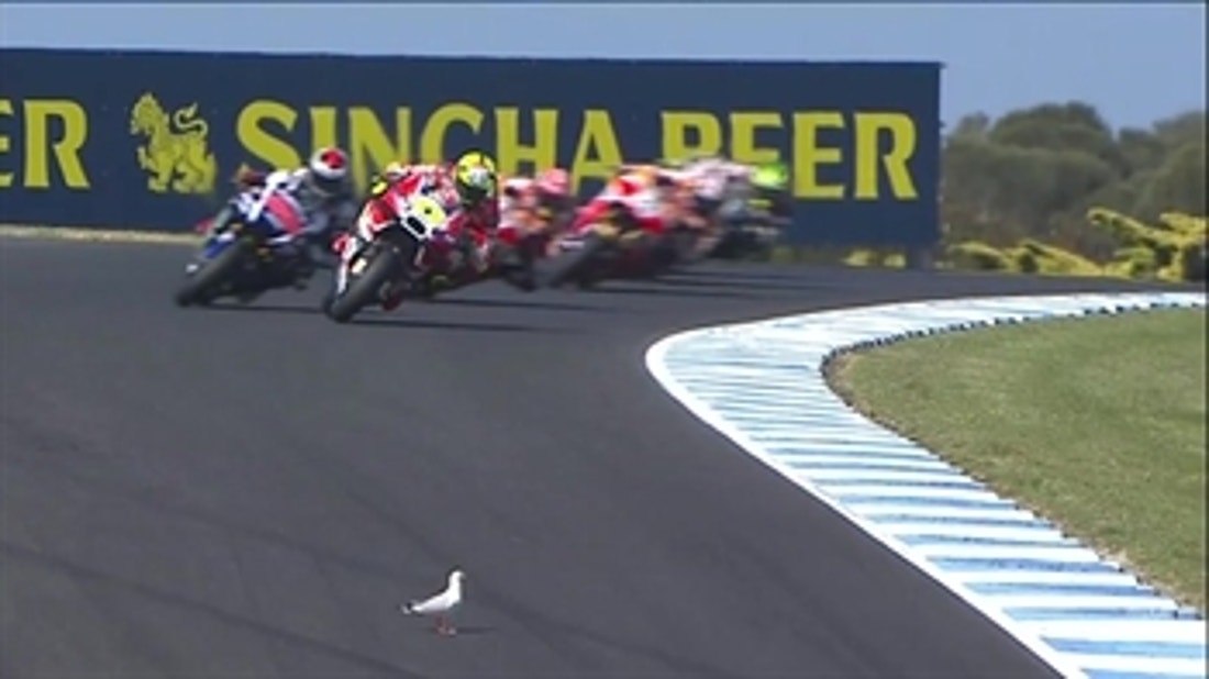 MotoGP: Andrea Iannone Hits Seagull While Leading  - Australian GP