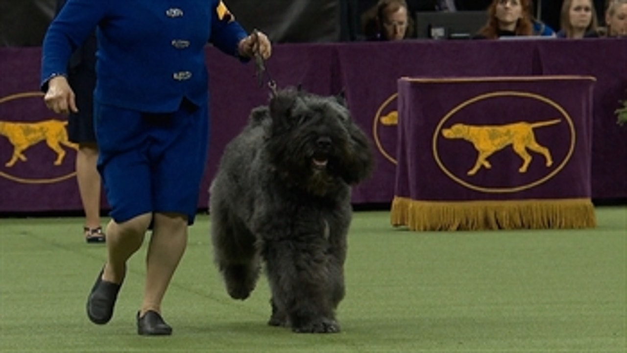 Group judging for the Herding Group at the 2019 Westminster Kennel Club Dog Show