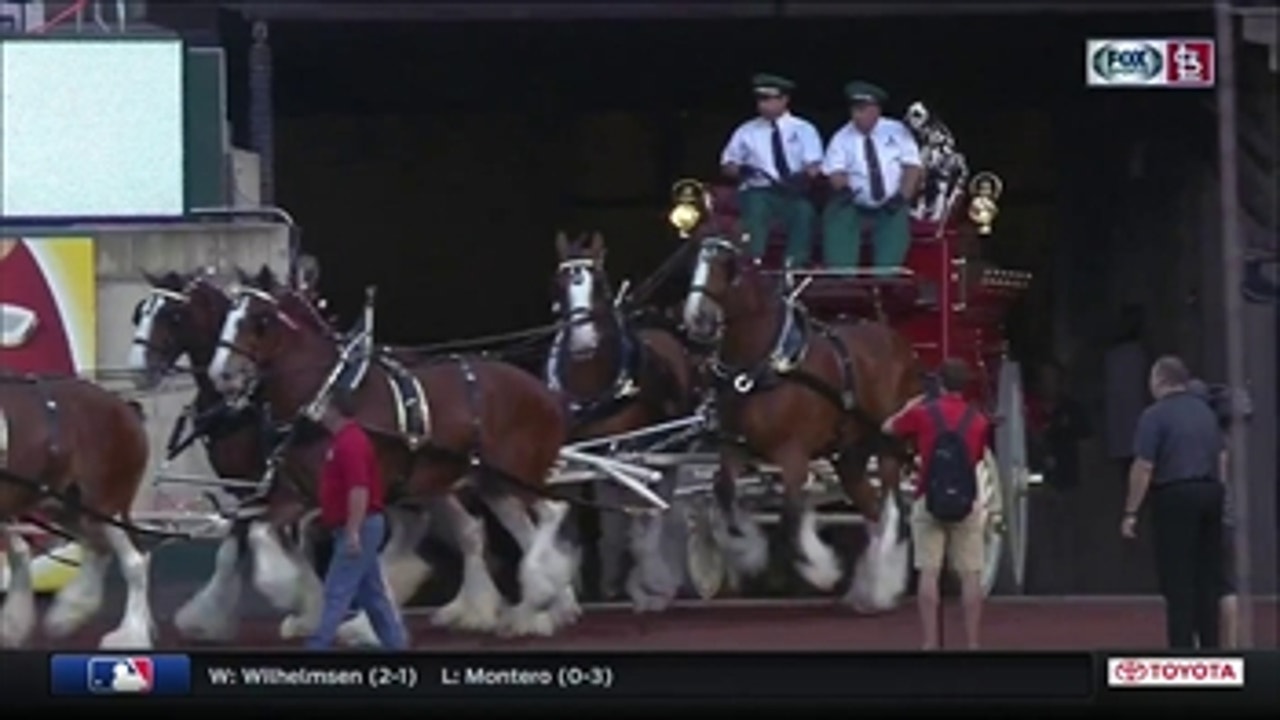 Budweiser Clydesdales kick off 1967 Cardinals ceremony