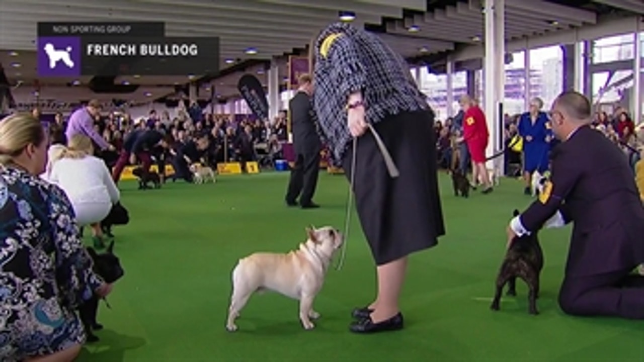 French Bulldogs Part 2'Breed Judging (2019)