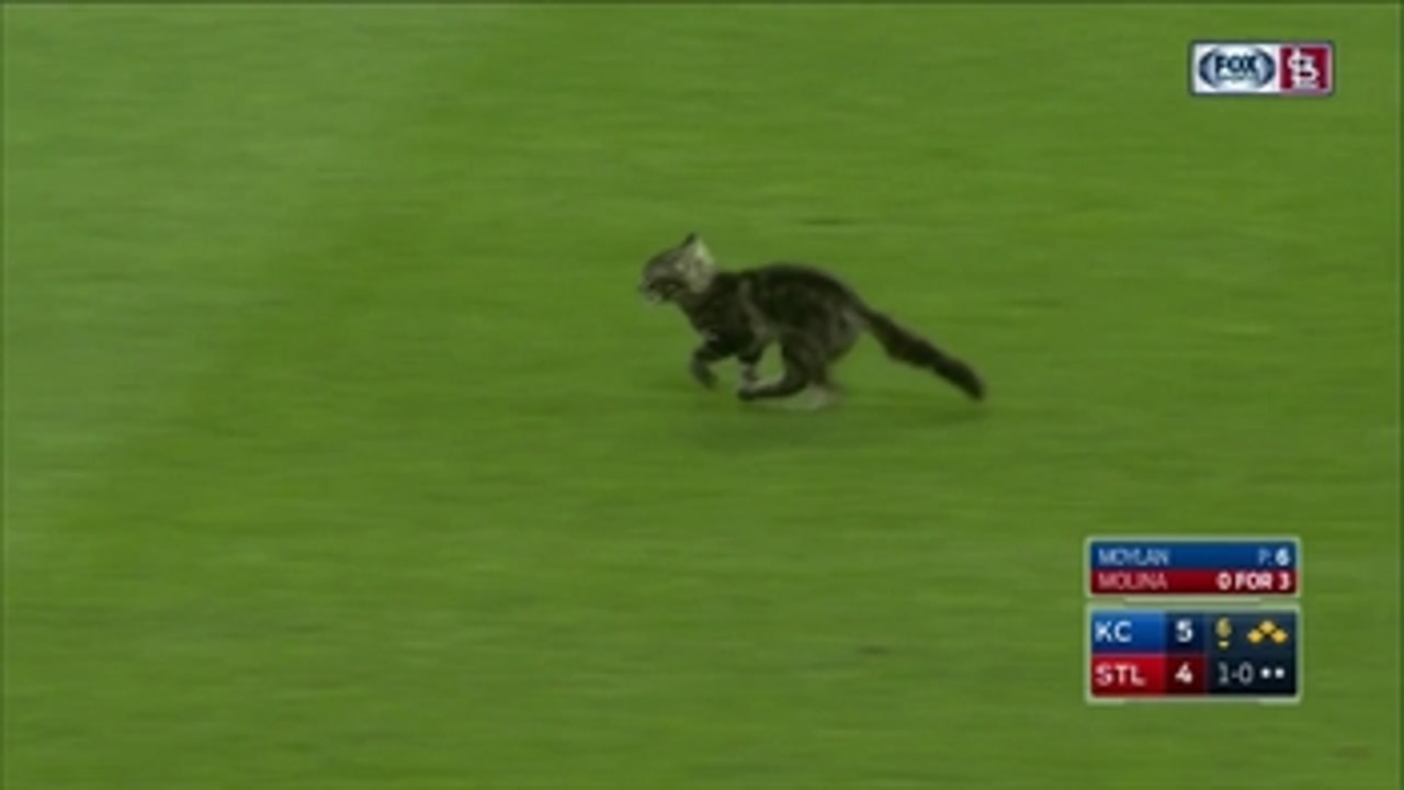 Rally Cat invades the field during Royals-Cardinals