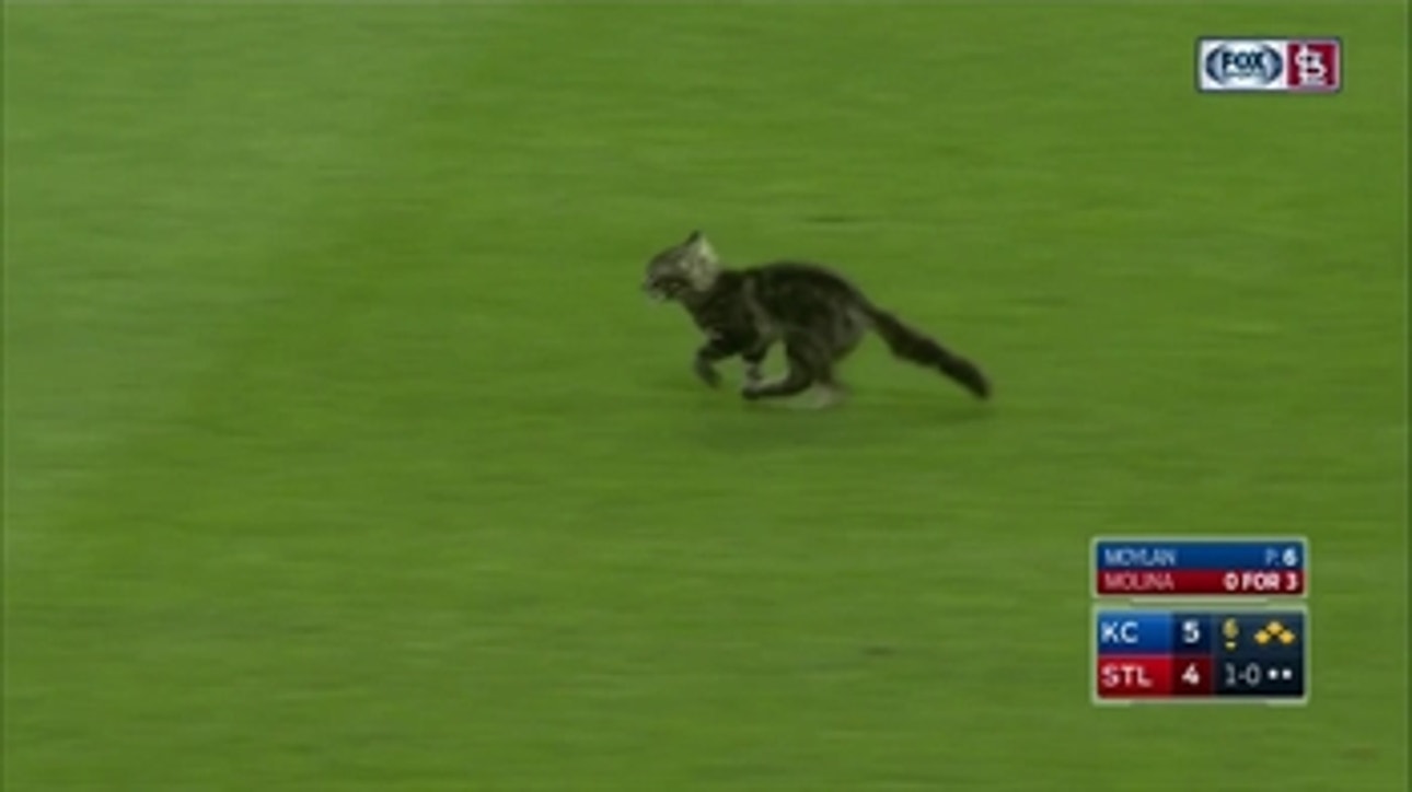 Rally Cat invades the field during Royals-Cardinals