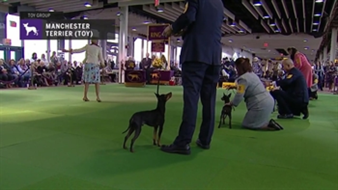 Manchester Terrier (Toy) ' Breed Judging (2019)