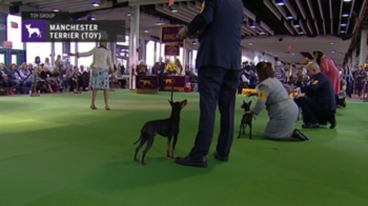 Manchester Terrier (Toy) ' Breed Judging (2019)