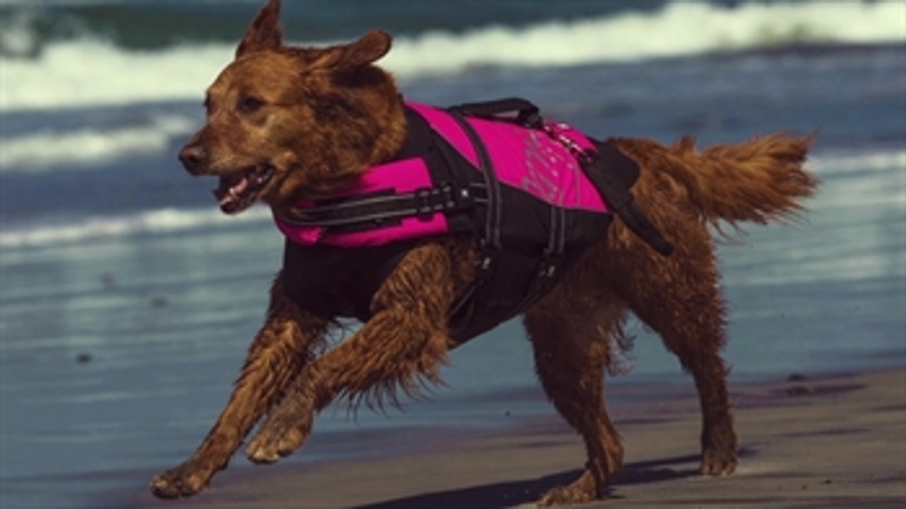 Ricochet the surfing dog ' #InsideSanDiegoSports
