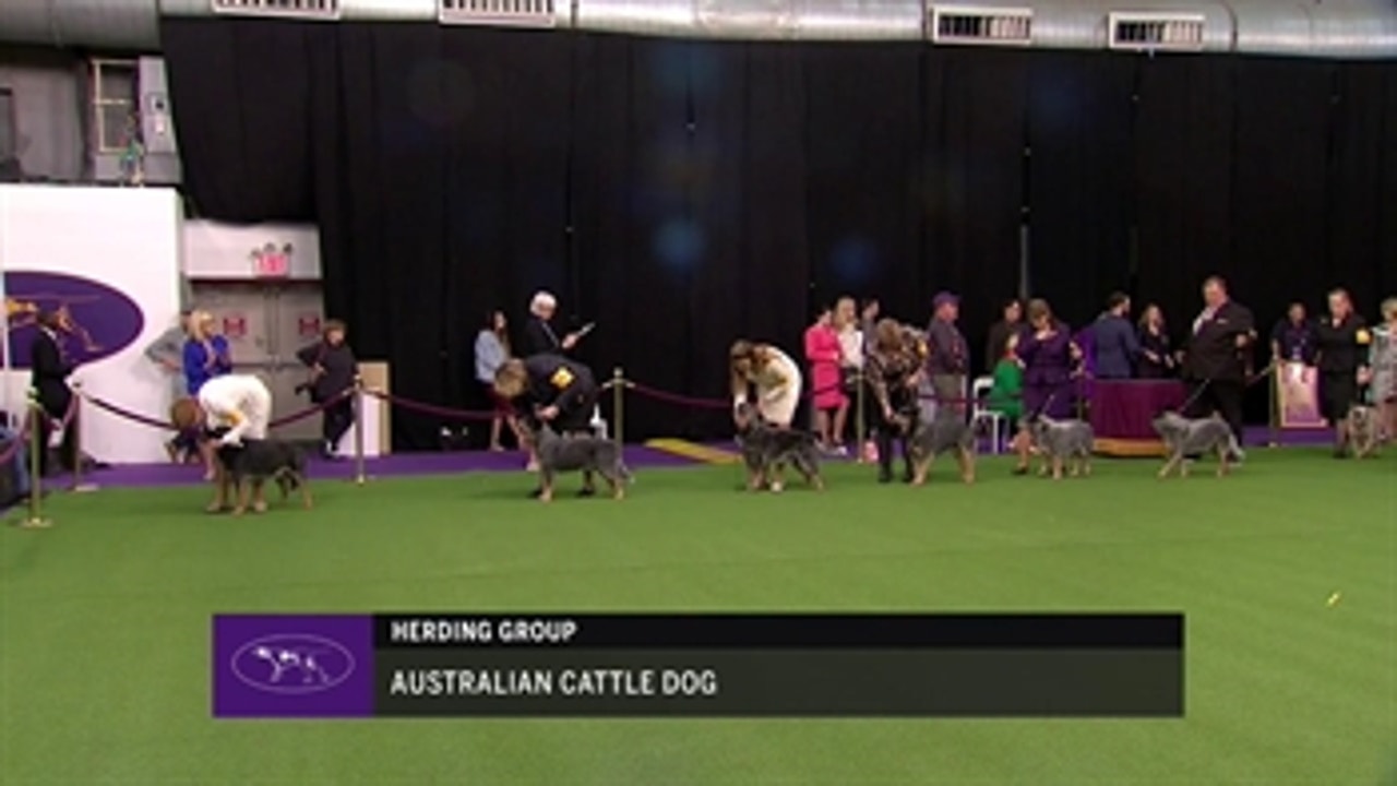Ring 9 - Australian Cattle Dog