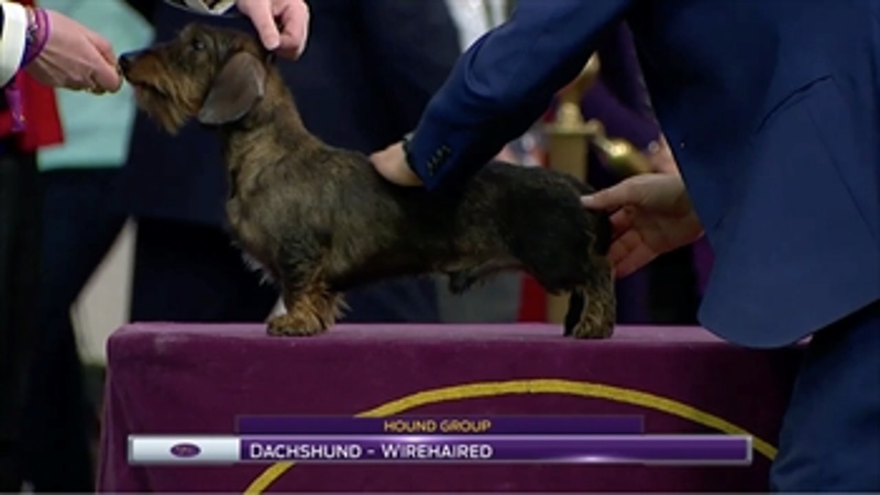 Dachshund westminster dog show 2017 2025