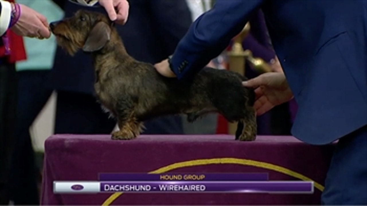 Dachshund (Wirehaired) ' Breed Judging (2017)
