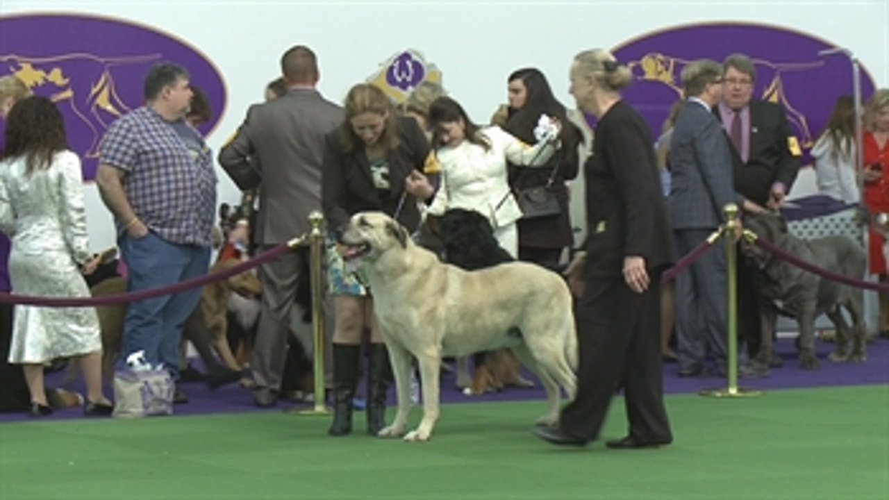 Anatolian shepherd westminster dog show sales