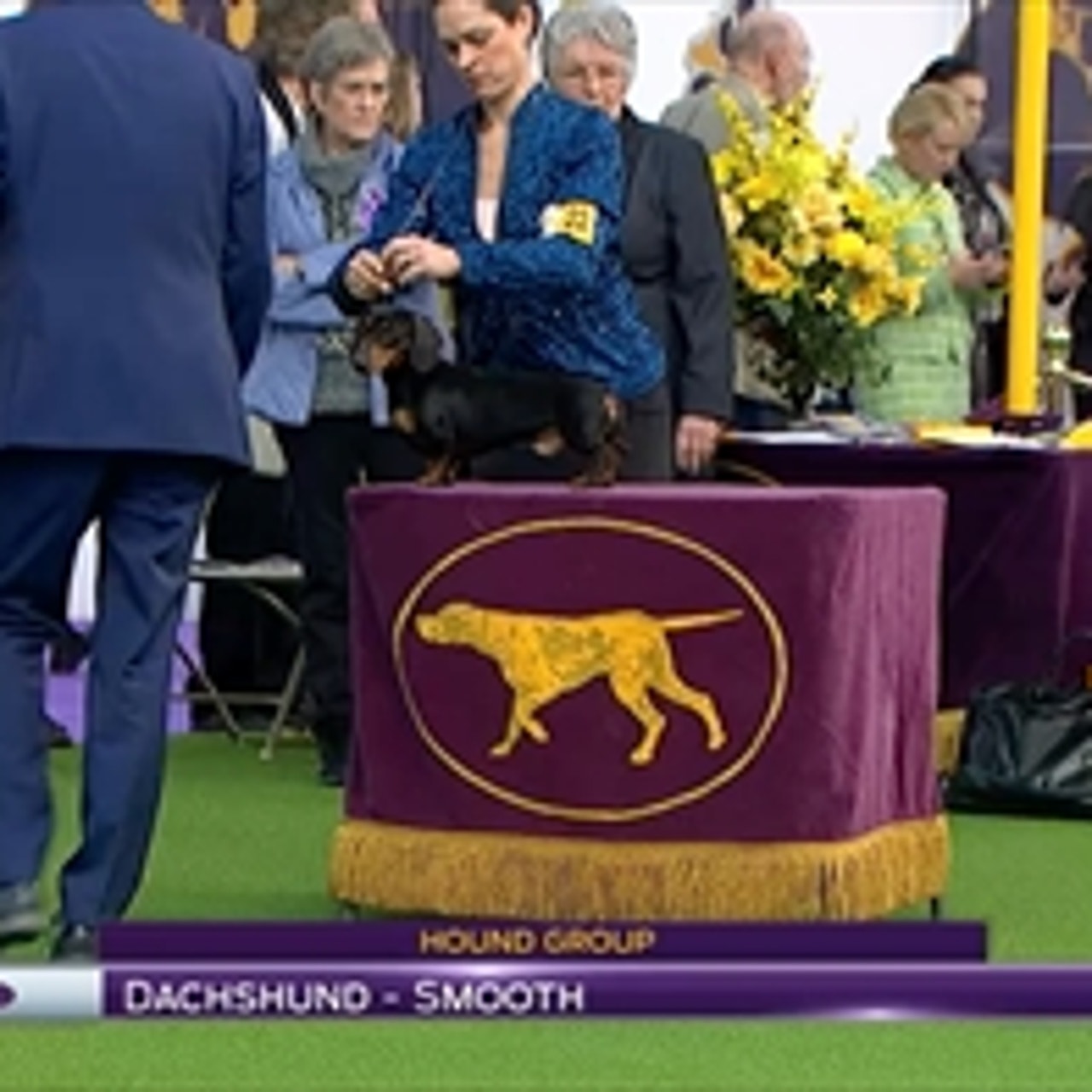Dachshund westminster top dog show 2017