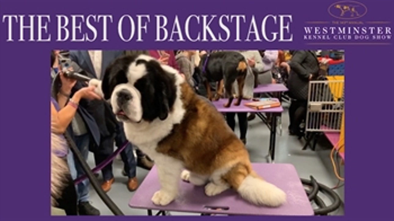Watch the dogs of the Westminster Kennel Club Dog Show get groomed backstage