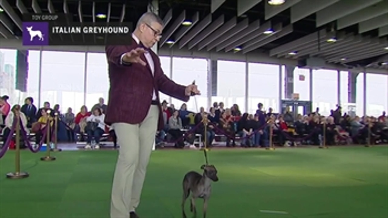 Italian Greyhound ' Breed Judging (2019)