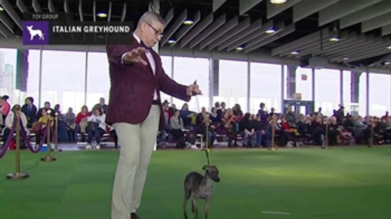 Italian Greyhound ' Breed Judging (2019)