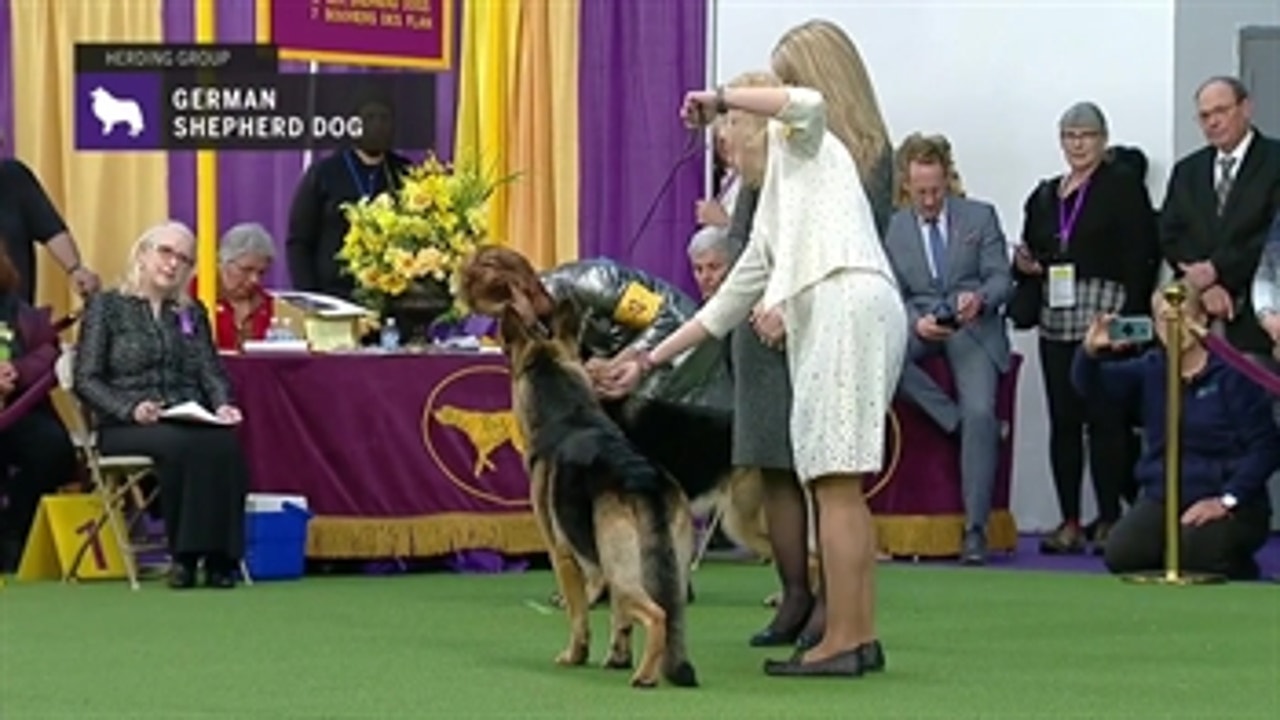 German shepherd cheap shows 2019