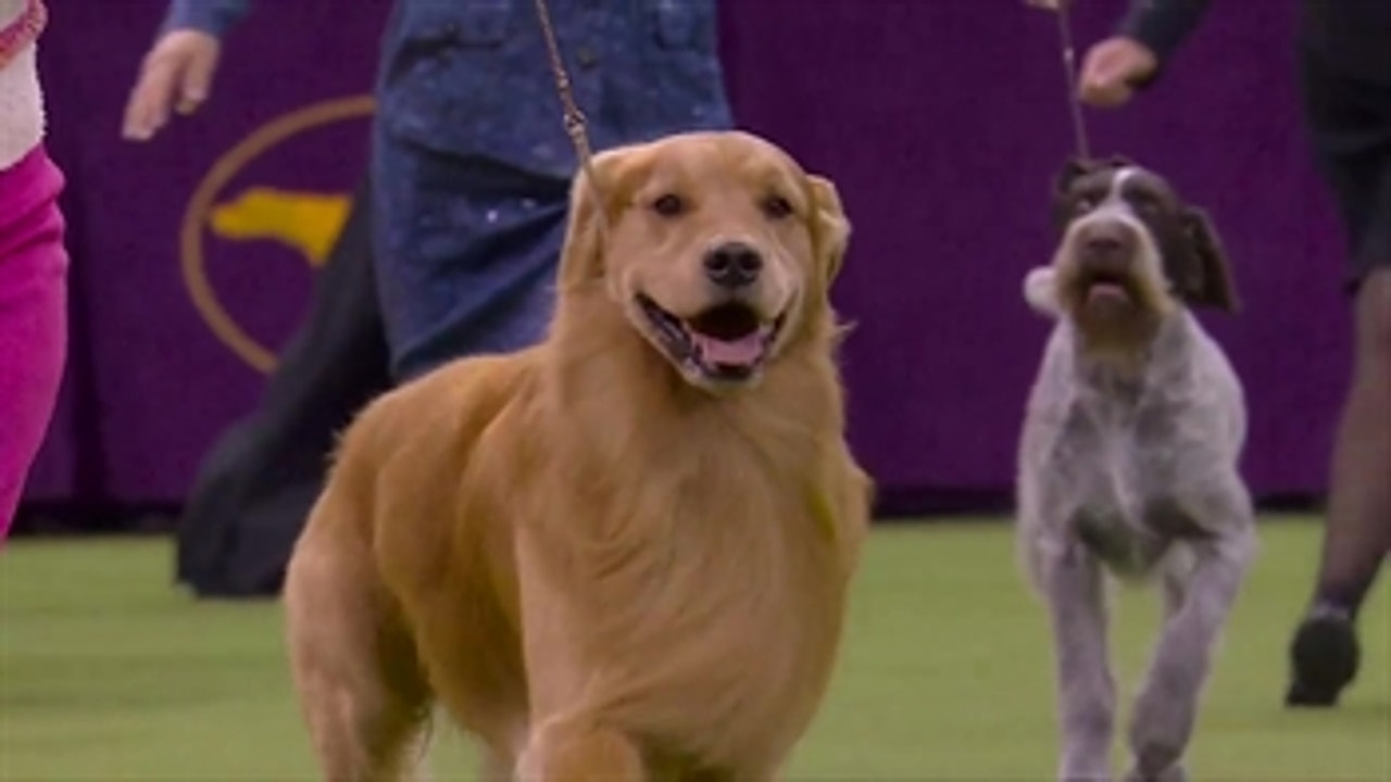 'Daniel' the golden retriever wins Sporting Group at 2020 Westminster Dog Show
