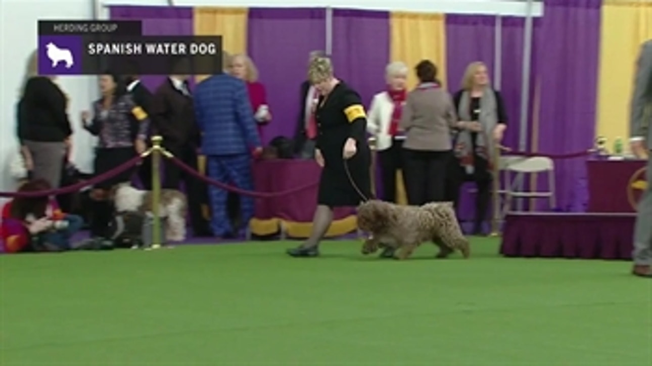 Spanish Water Dogs ' Breed Judging 2019