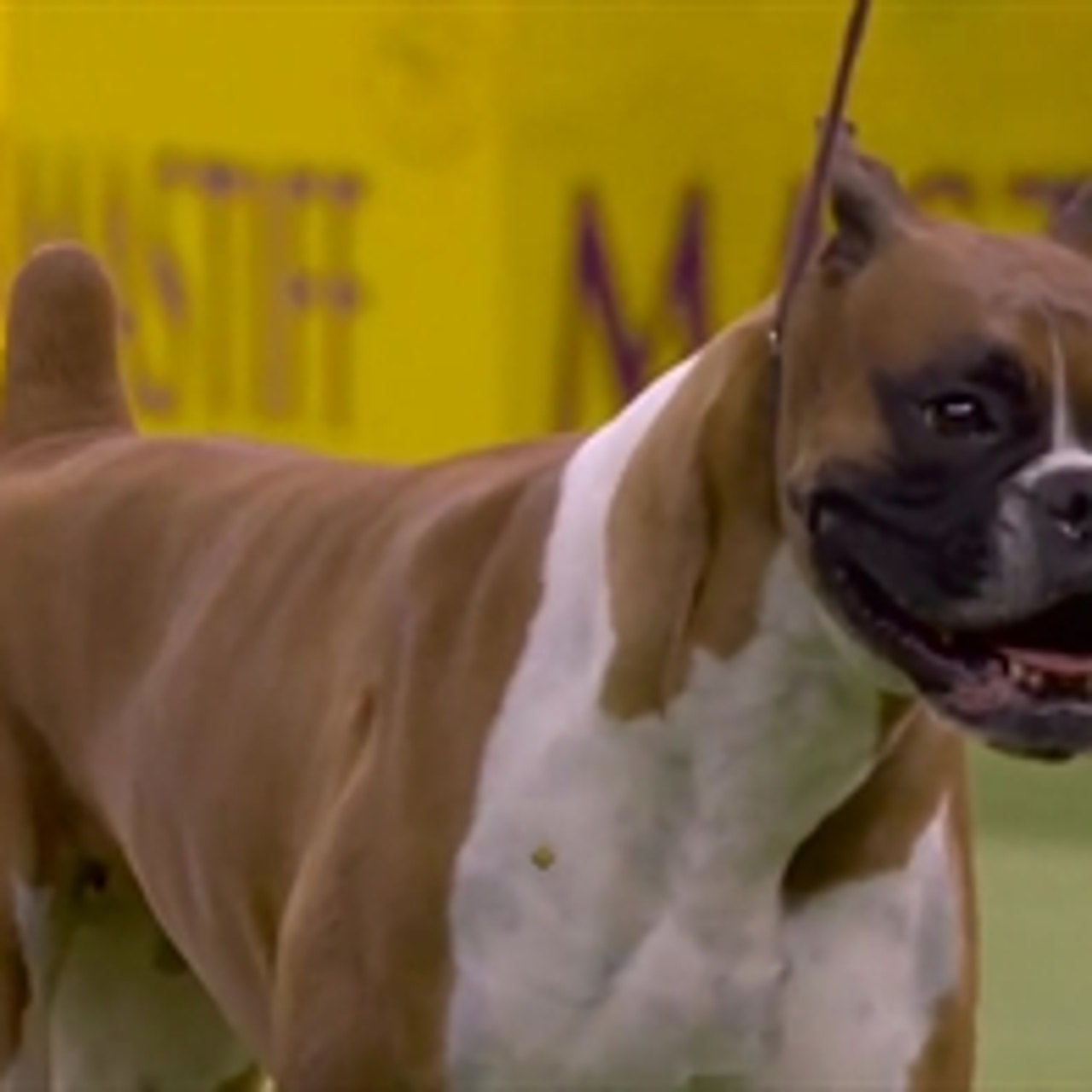 Boxer show hot sale
