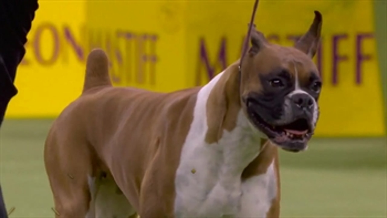 'Wilma' the boxer wins the Working Group at 2020 Westminster Dog Show