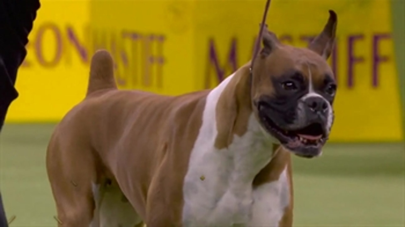 'Wilma' the boxer wins the Working Group at 2020 Westminster Dog Show