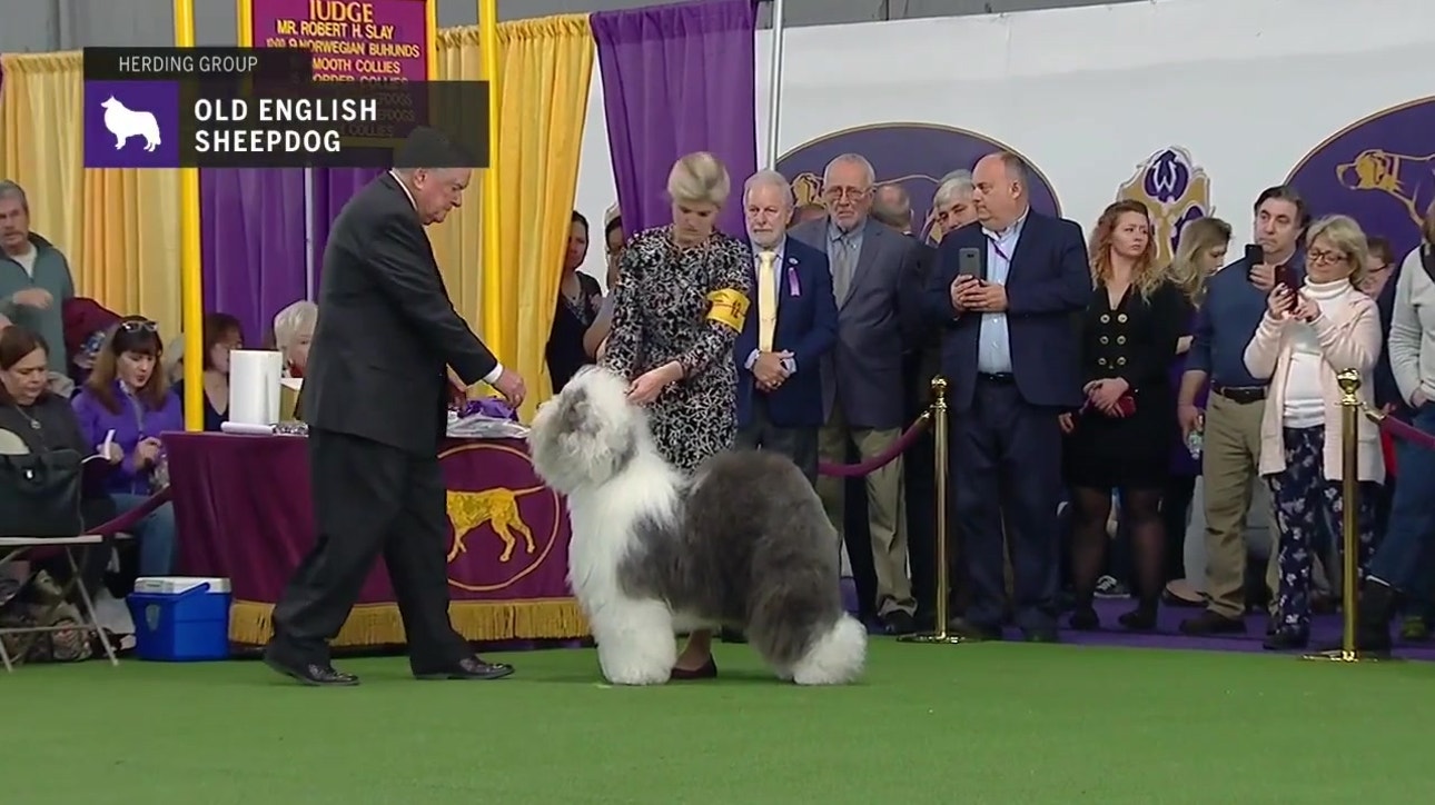 Old English Sheepdogs ' Breed Judging 2019