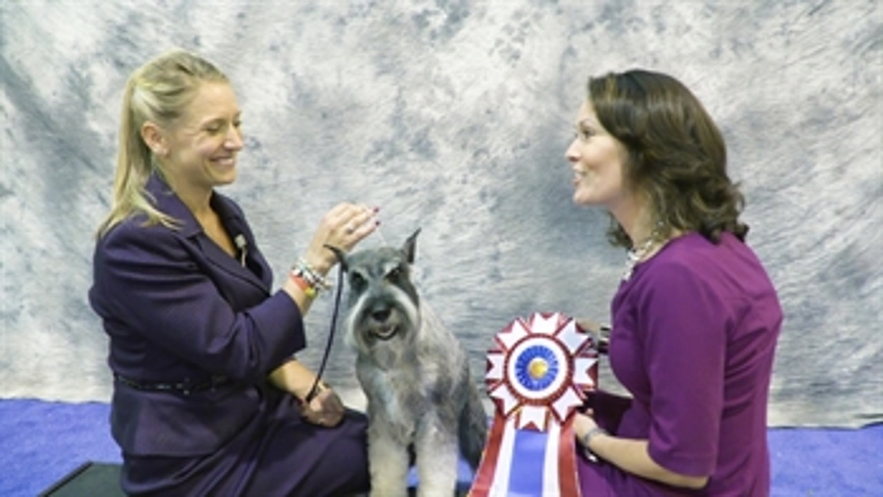 Road to Westminster (RTW): Best in Show at Galveston County Kennel Club