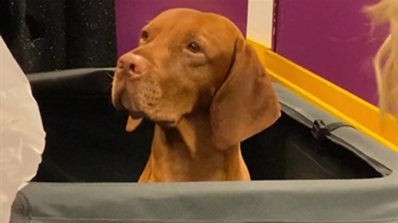Go behind the scenes at the 2020 Westminster Kennel Club Dog Show