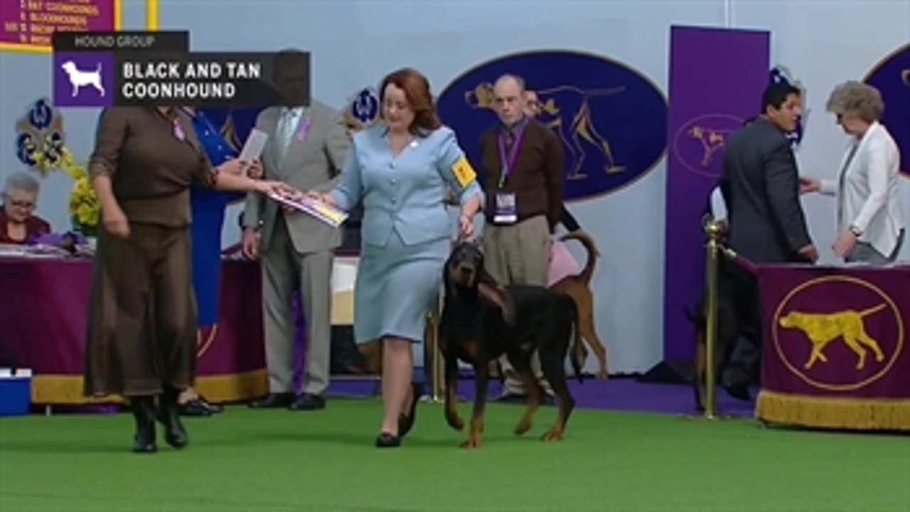 Black and Tan Coonhounds | Breed Judging 2019