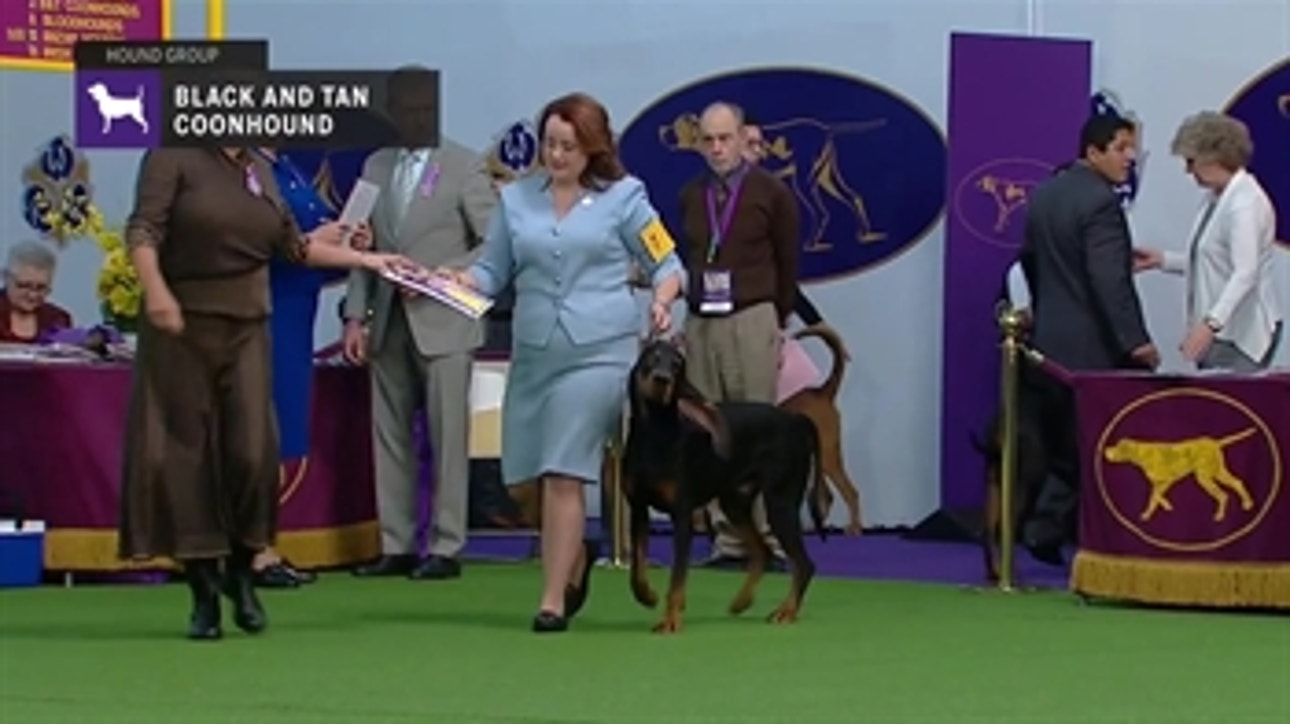 Black and Tan Coonhounds ' Breed Judging 2019