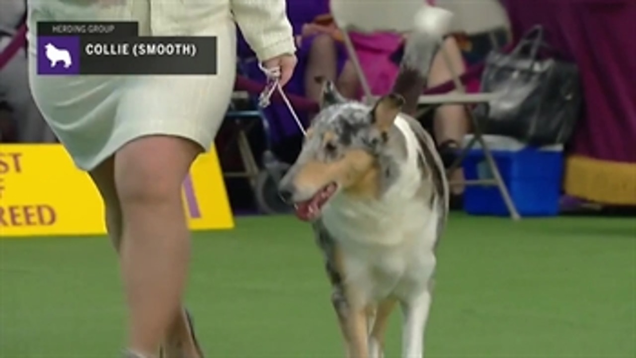 Collies (Smooth) ' Breed Judging 2019
