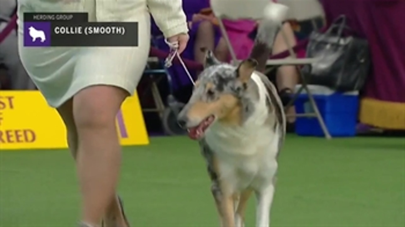 Collies (Smooth) ' Breed Judging 2019