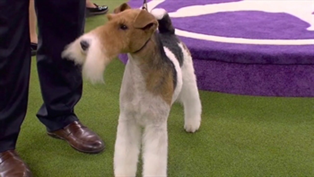 'Vinny' the Wire Fox Terrier wins the 2020 Westminster Dog Show terrier group