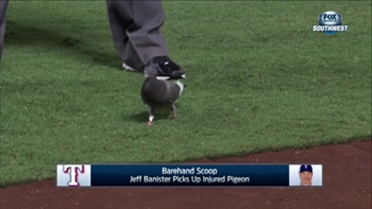 Jeff Banister rescues injured bird on field ' SportsDayOnAir