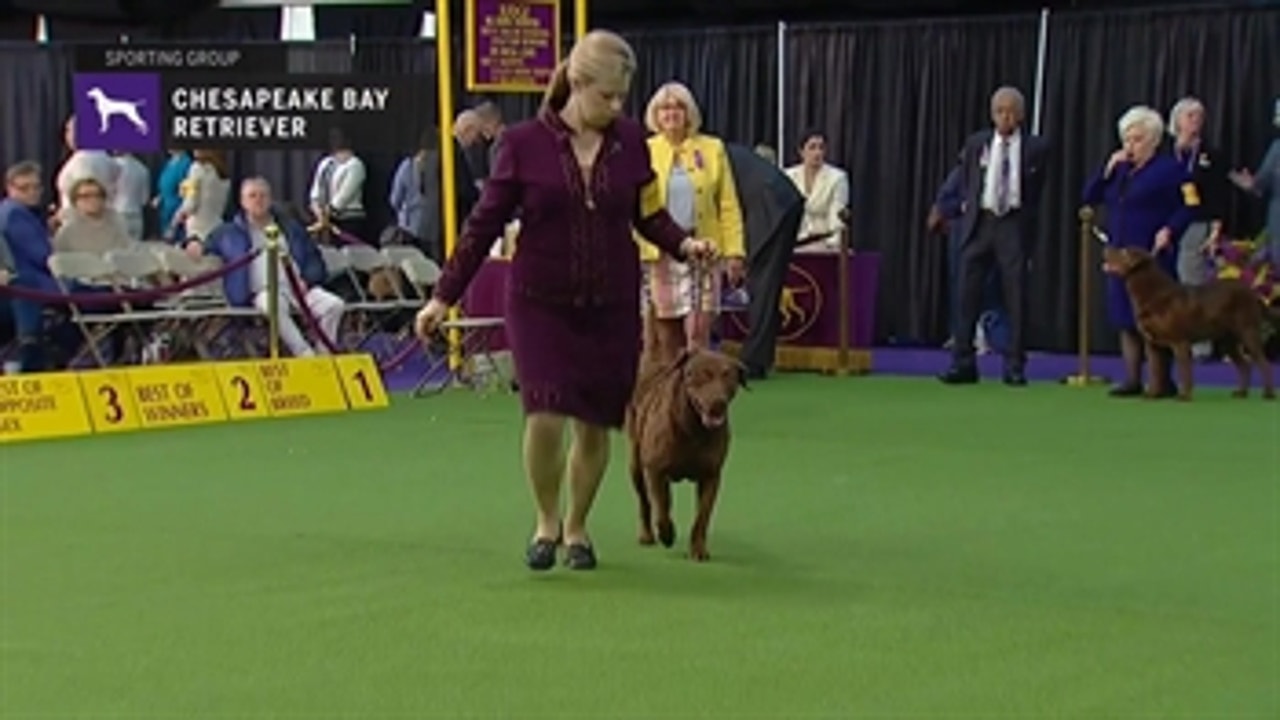 Westminster dog show chesapeake bay retriever on sale