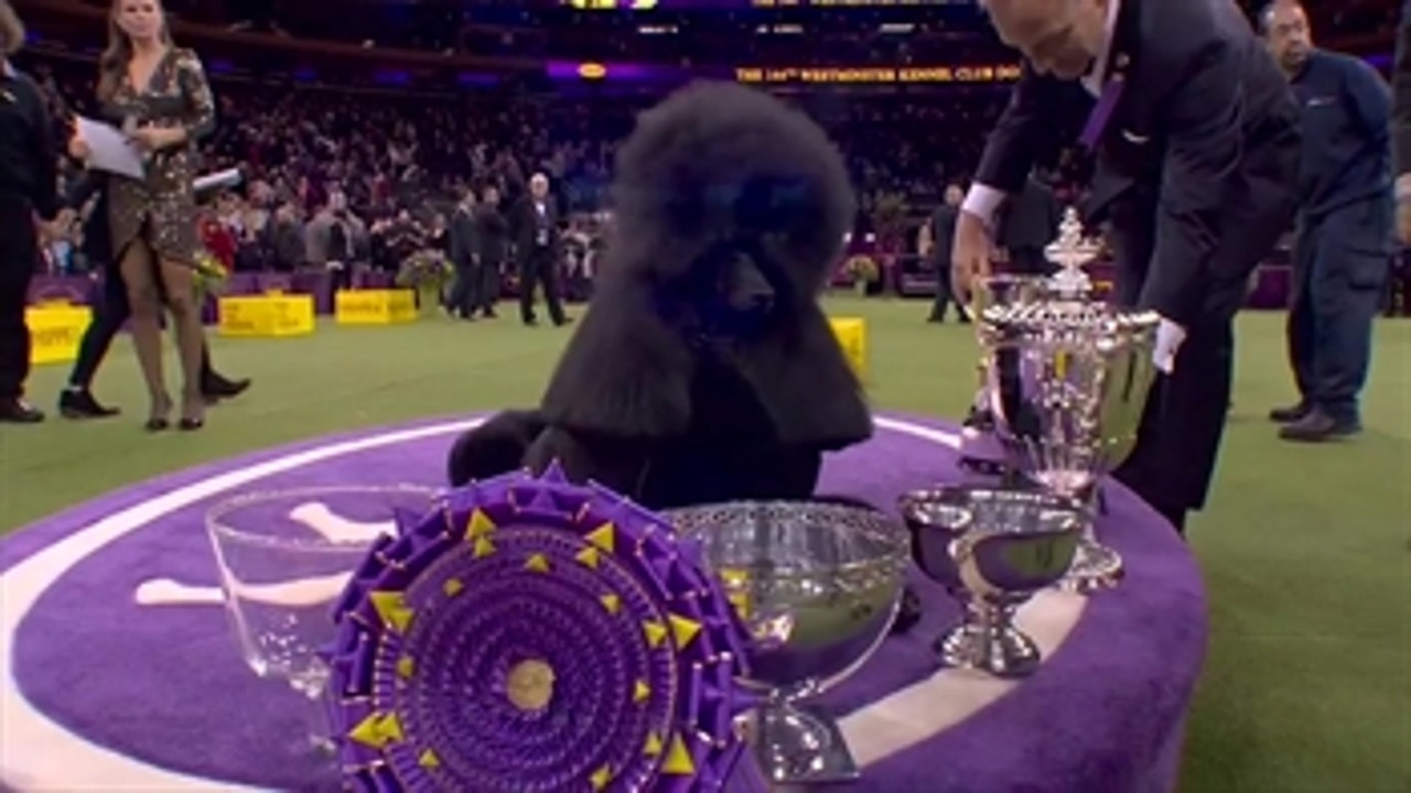 'Siba' the standard poodle wins Best in Show at 2020 Westminster Kennel Club Dog Show