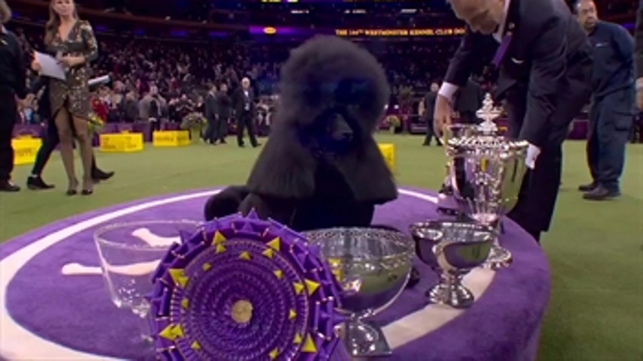 'Siba' the standard poodle wins Best in Show at 2020 Westminster Kennel Club Dog Show
