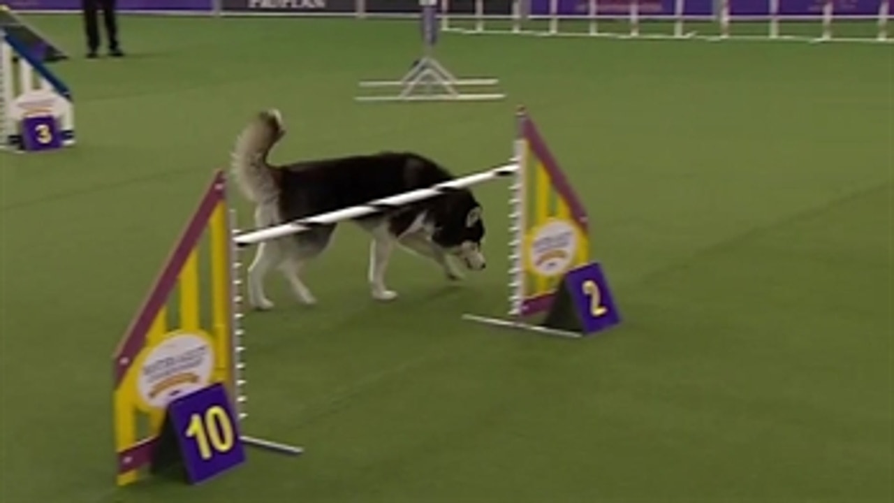 'Lobo' the Siberian Husky goes off script in the 24 inch class of the agility competition