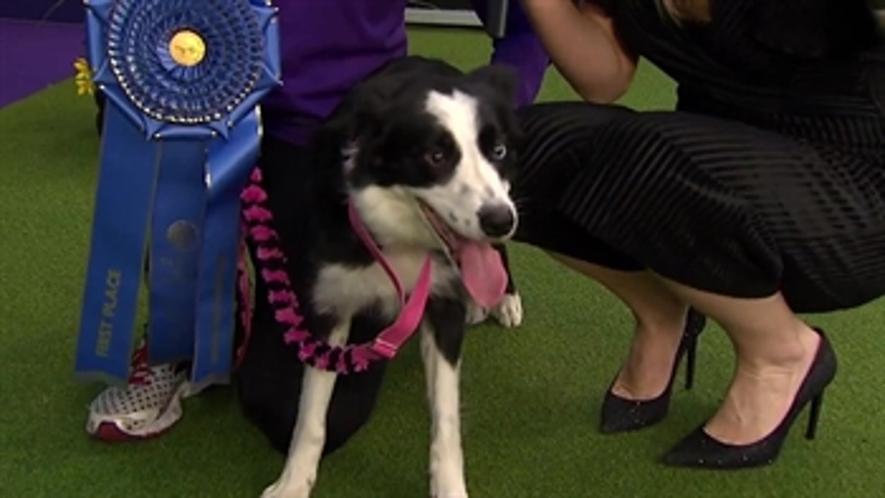 'P!nk' the Border Collie wins third straight 16 inch agility competition