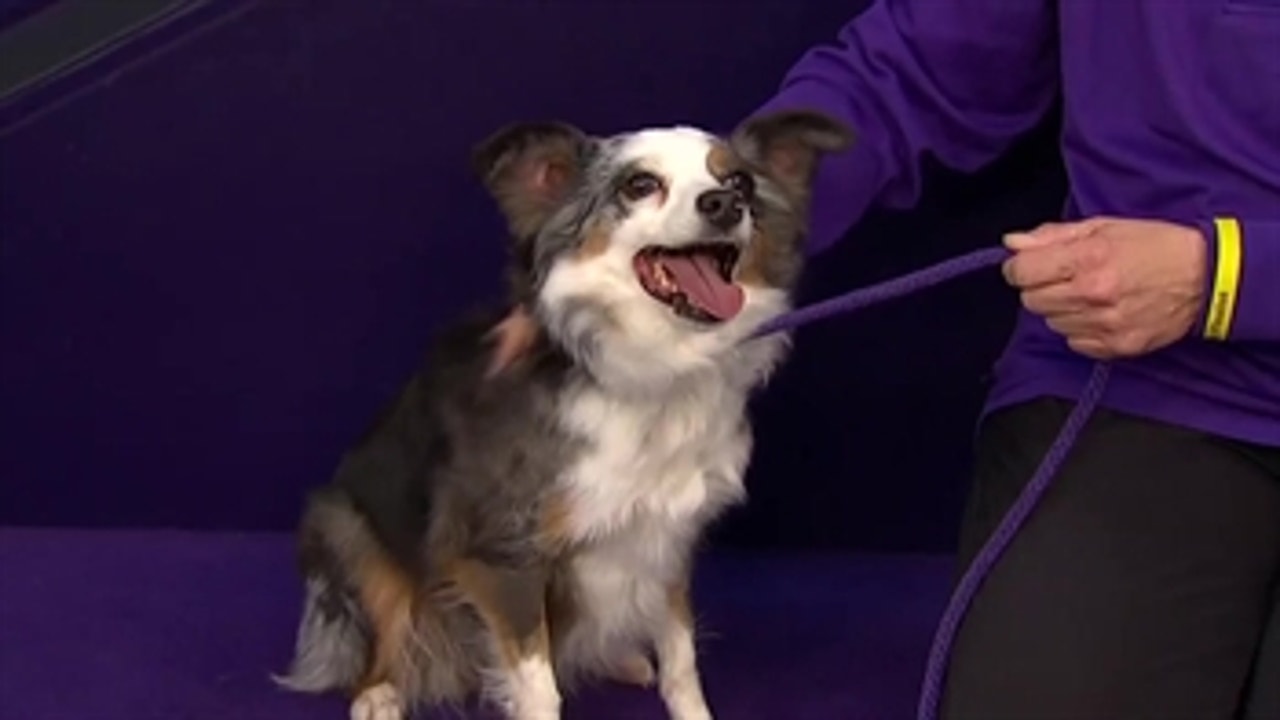 'Pixel' the Miniature American Shepherd wins back-to-back titles in the 12 inch class