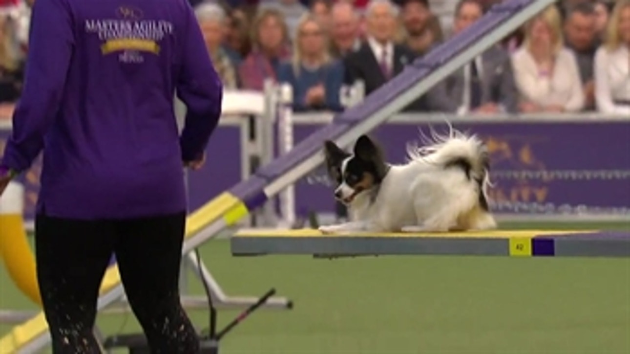 'Fortune' the Papillon captures 8 inch agility title on second run of the contest ' WKC on FOX