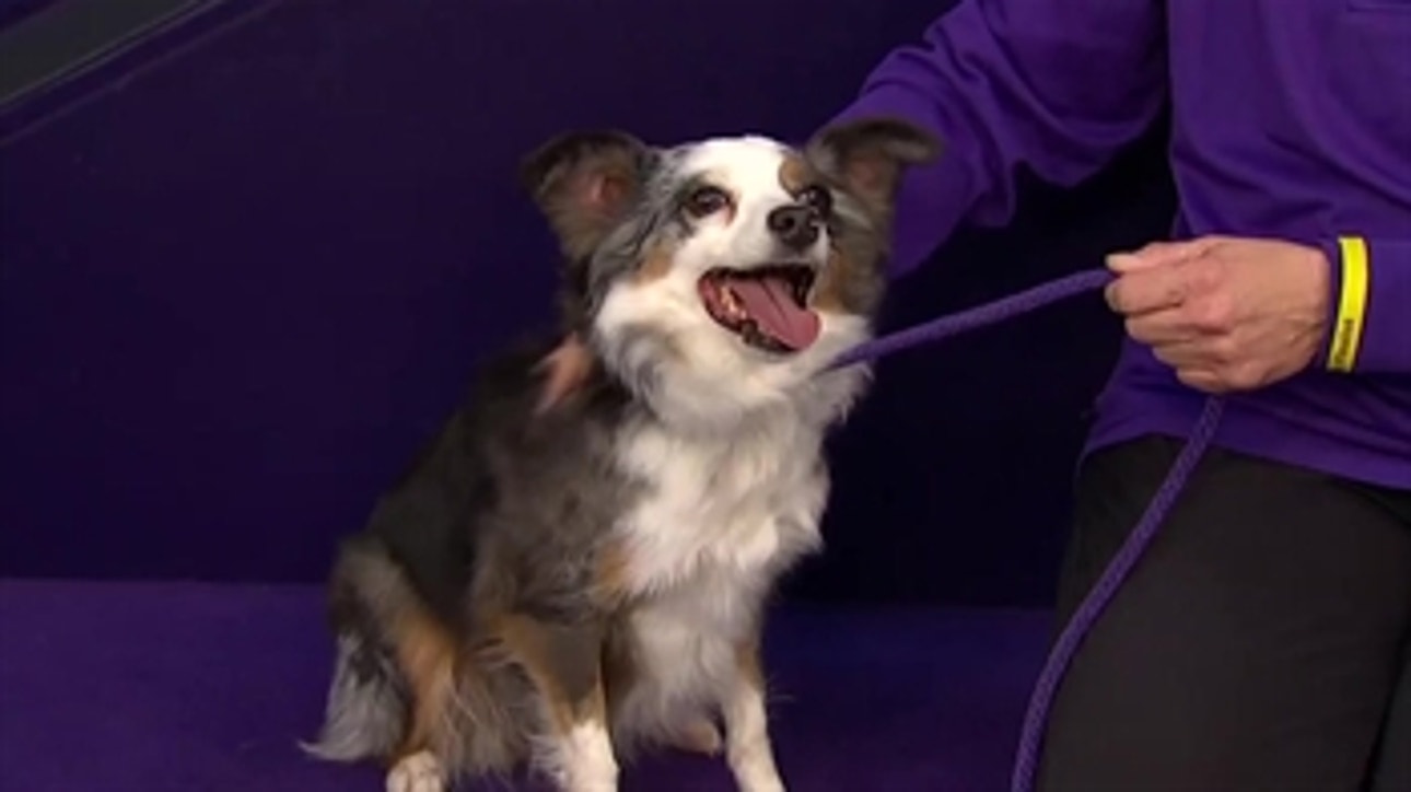 'Pixel' the Miniature American Shepherd wins back-to-back titles in the 12 inch class