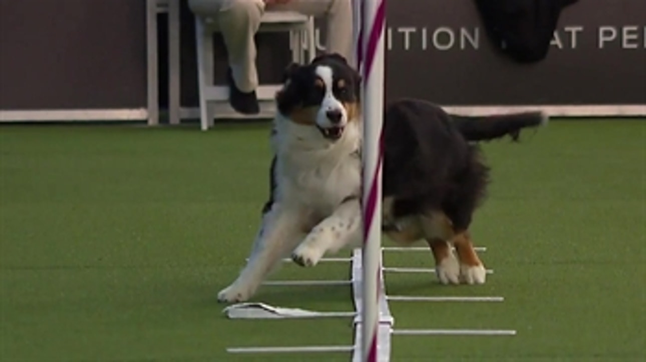 'Lili Ann' the Australian Shepherd weaves her way to victory in the 20 inch class