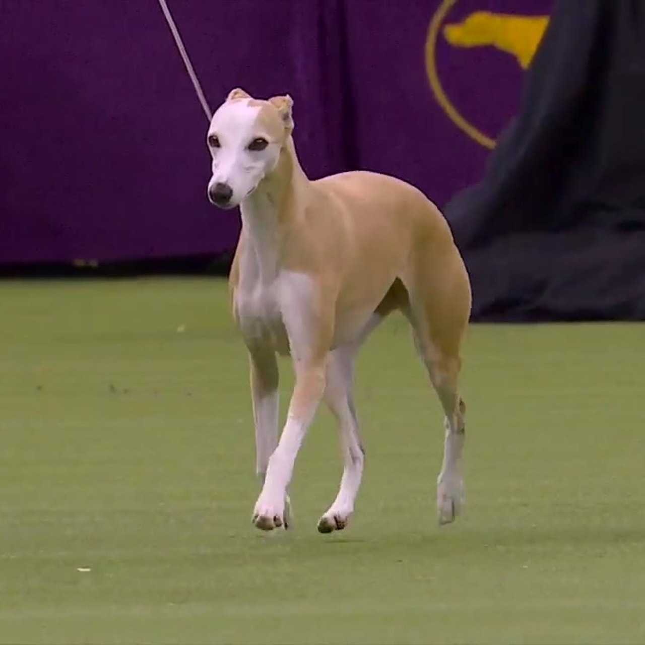 Whippet westminster dog show 2025