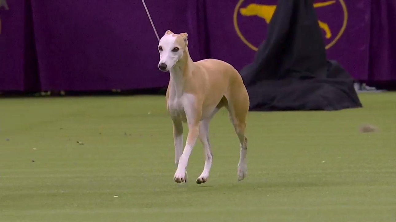 'Bourbon' the whippet wins Reserve best in show at 2020 Westminster Kennel Club Dog Show