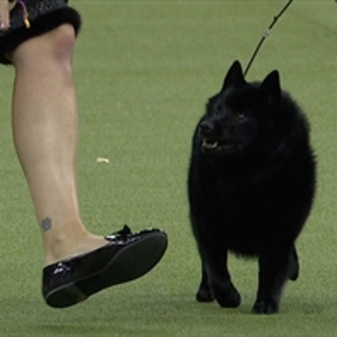 Fox sports westminster dog show 2019 outlet