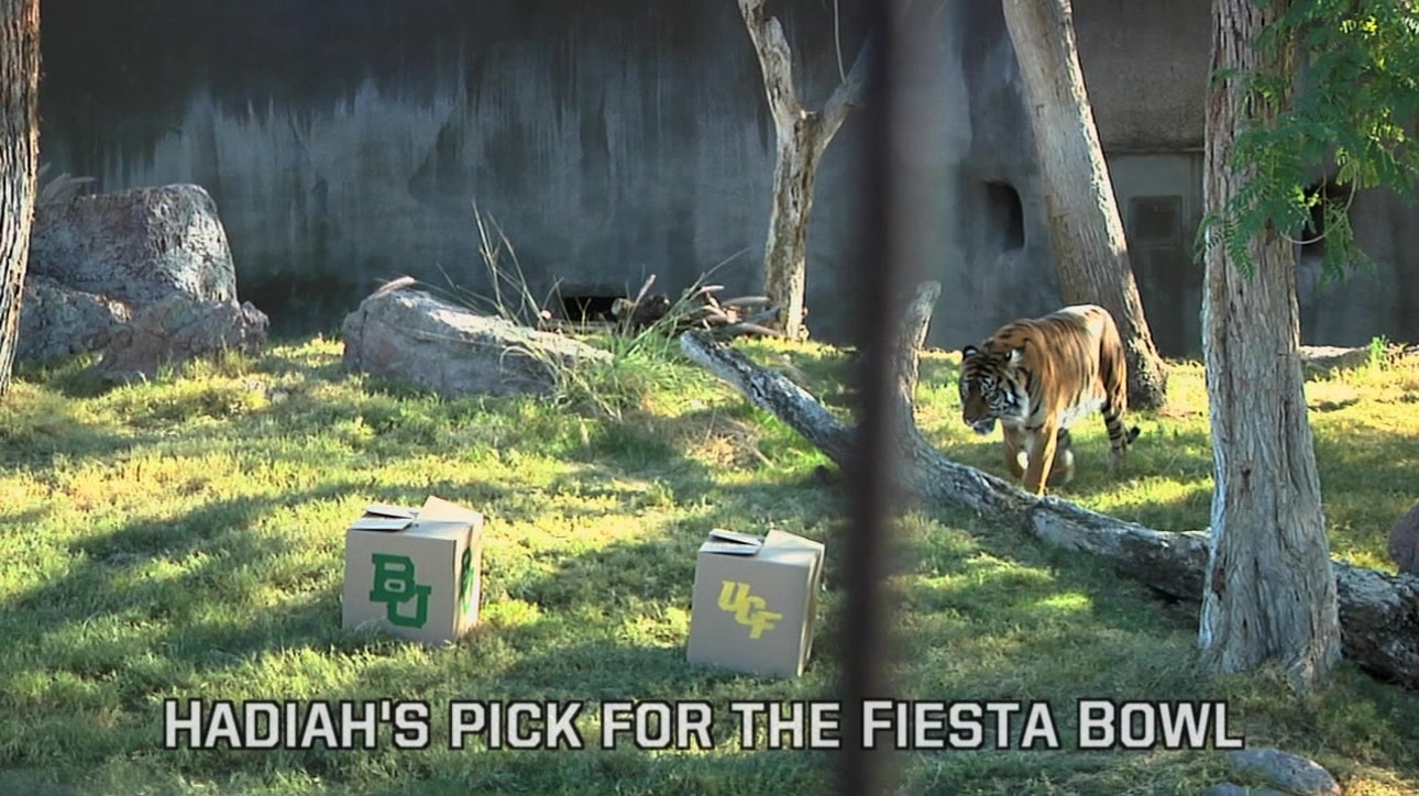 Which team did a zoo tiger pick to win the Fiesta Bowl?