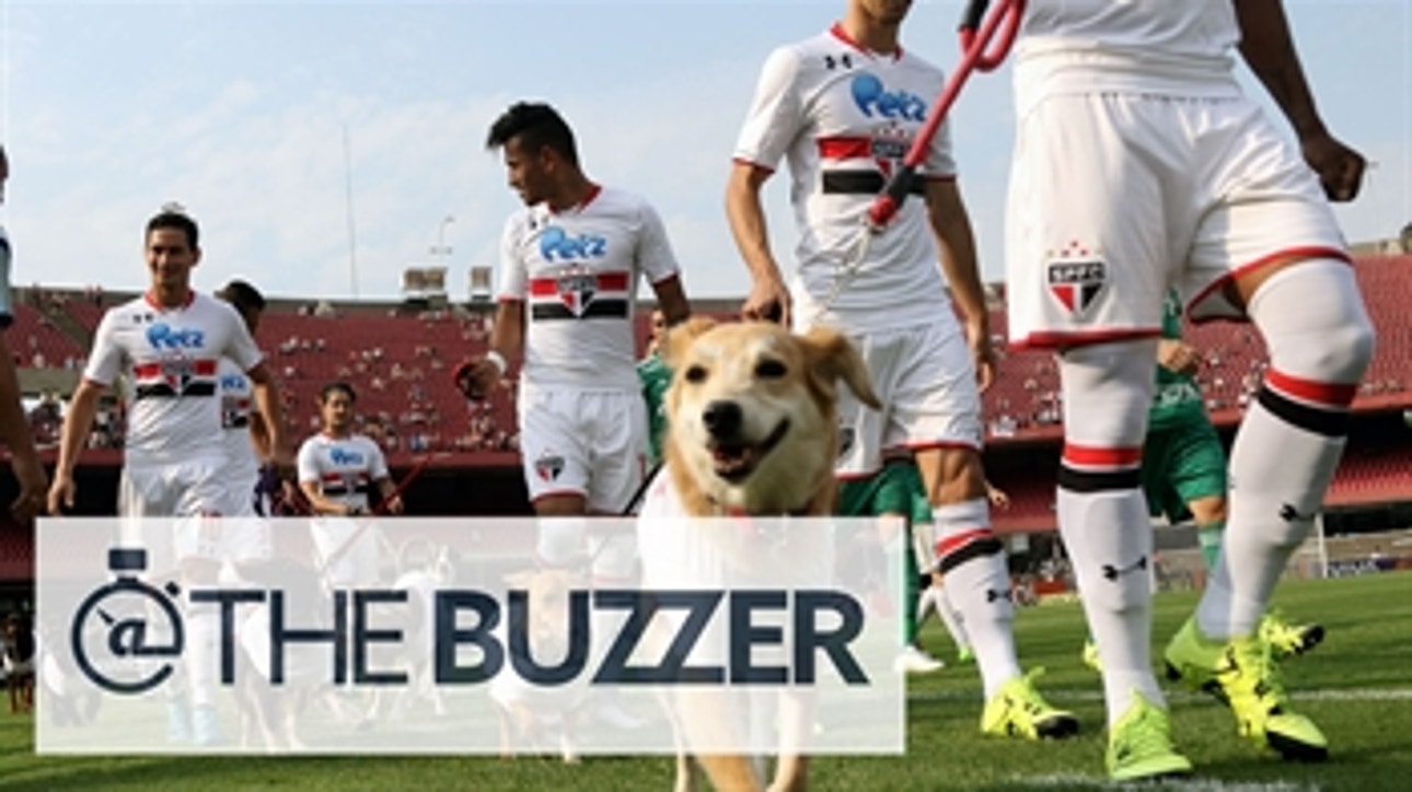 Sao Paulo FC did a really great thing for local dogs