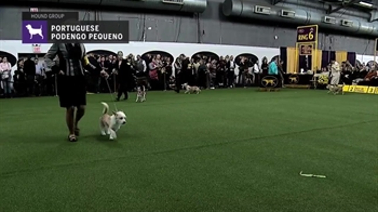 Portuguese Podengo Pequenos | Breeding Judging (2019)