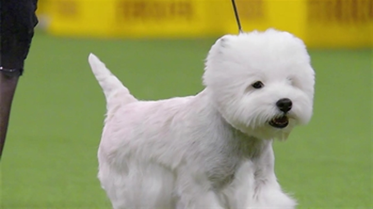 WKC Dog Show: Get to know the Terrier Group